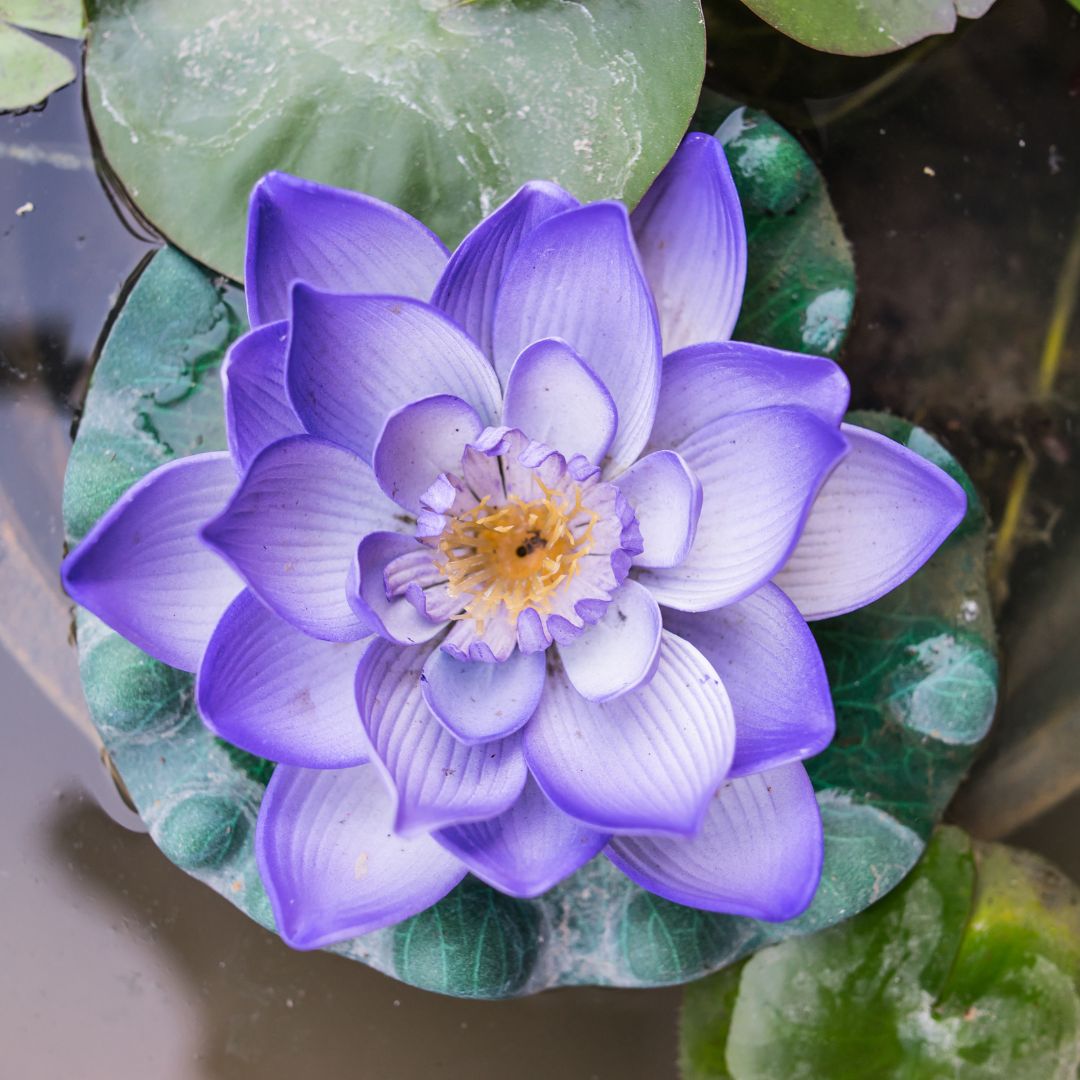 Kronenchakra Sahasrara — violette Lotusblüte als Symbol für Stille und Verbundenheit