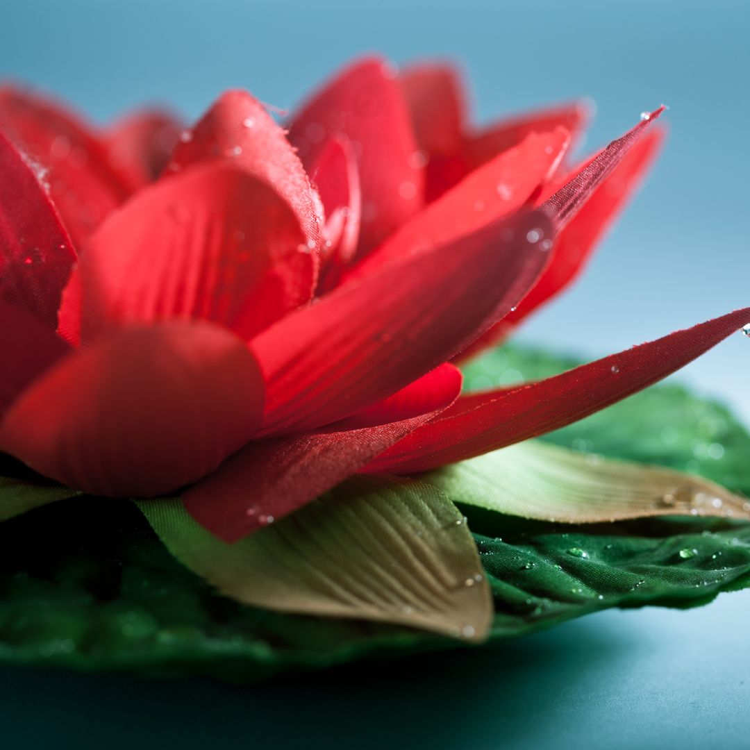 Wurzelchakra Muladhara — rote Lotusblüte als Symbol für Erdung und Stabilität